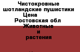 Чистокровные шотландские пушистики › Цена ­ 2 000 - Ростовская обл. Животные и растения » Кошки   . Ростовская обл.